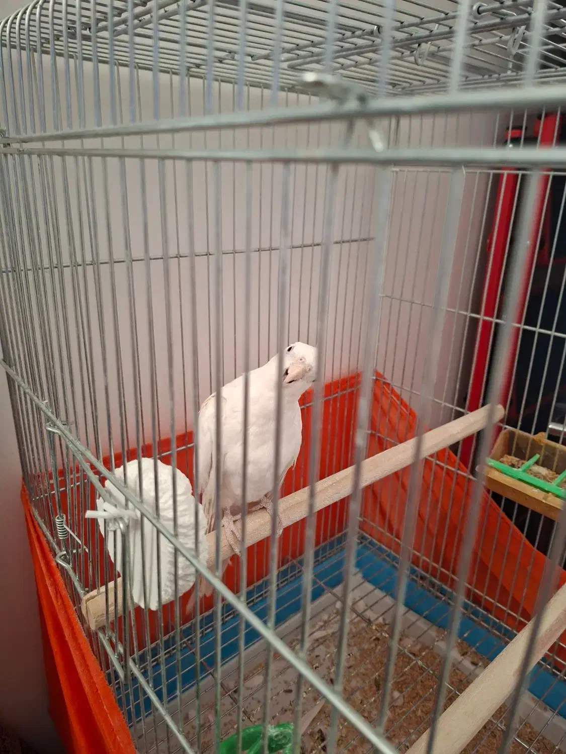 فروش فوری|پرنده|فارسان, |دیوار