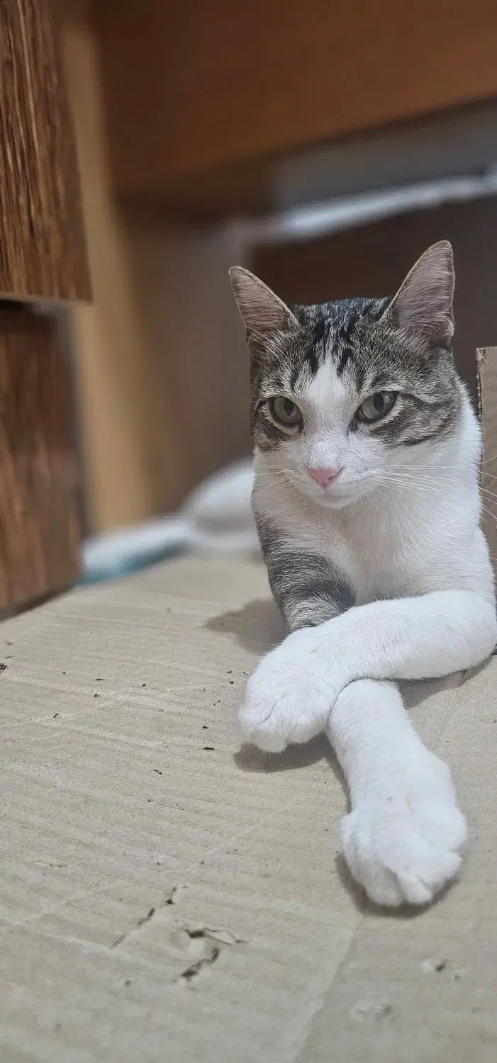 گربه نر عقیم شده گمشده|حیوانات|رشت, جانبازان|دیوار