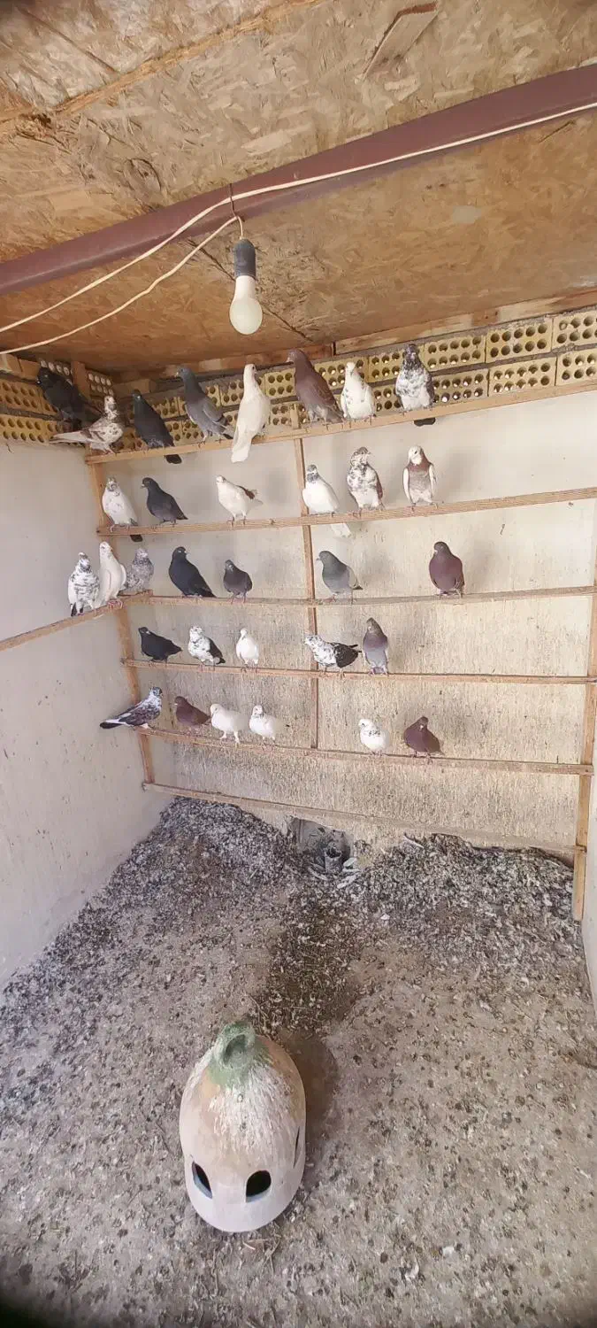 ۵۰عدد کبوتر قاطی کنه و مخلفه|پرنده|کاشان, فاز ۲ ناجی آباد|دیوار