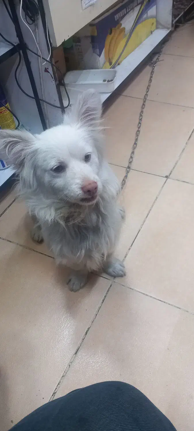 توافقی به فروش میرسد|سگ|کرج, مهرویلا جنوبی|دیوار