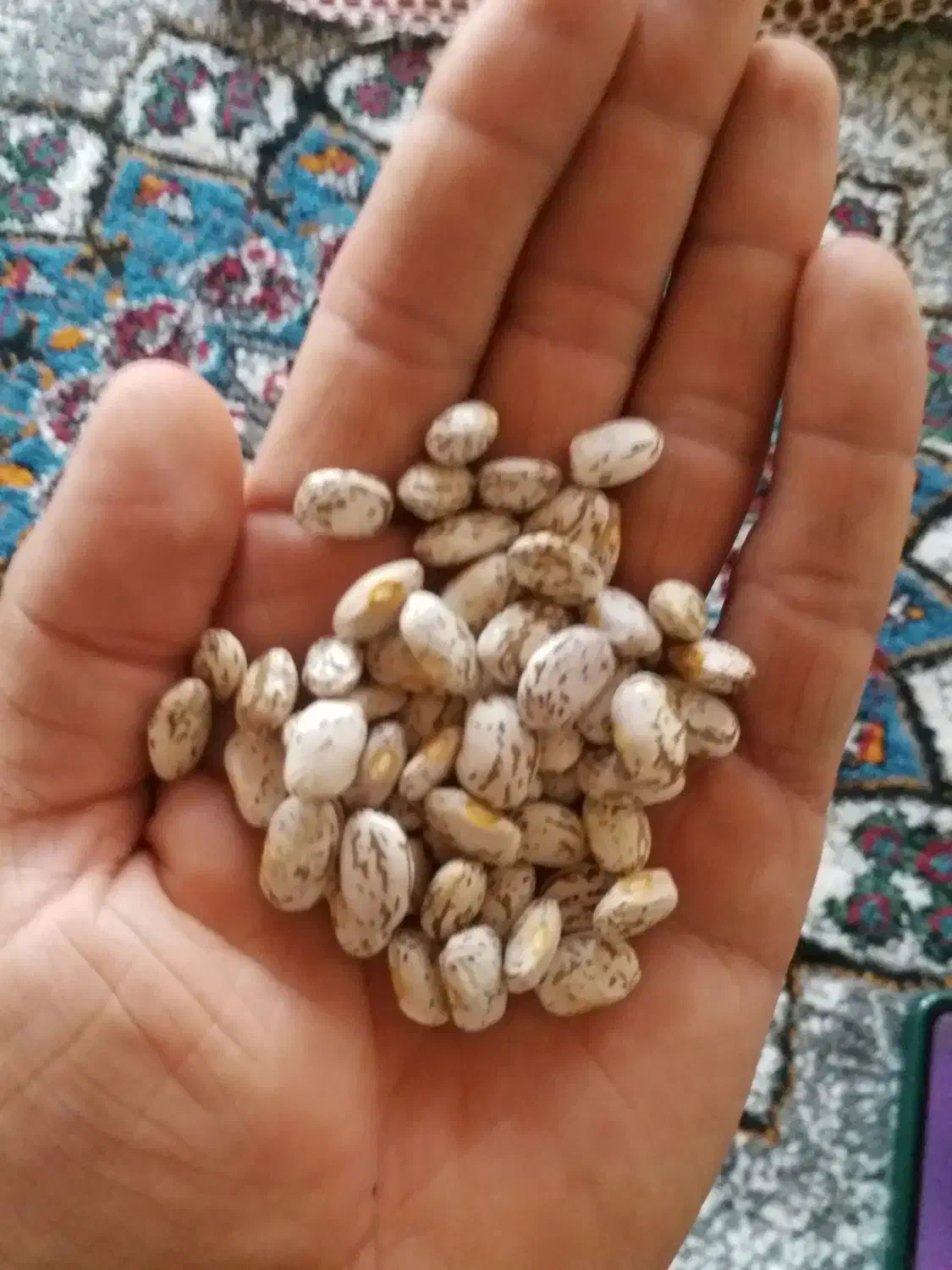 لوبیا چیتی درجه یک|حراج|پیرانشهر, |دیوار