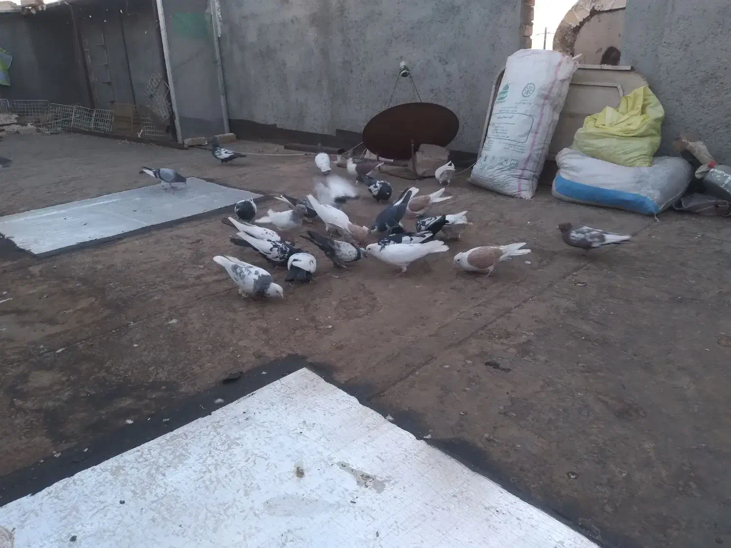 چند تا حیوان خوشکل پرشی|پرنده|پائین جام, |دیوار