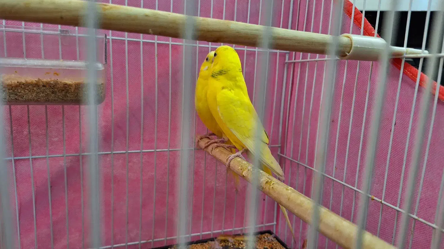 مرغ عشق|پرنده|مشهد, ابوذر|دیوار