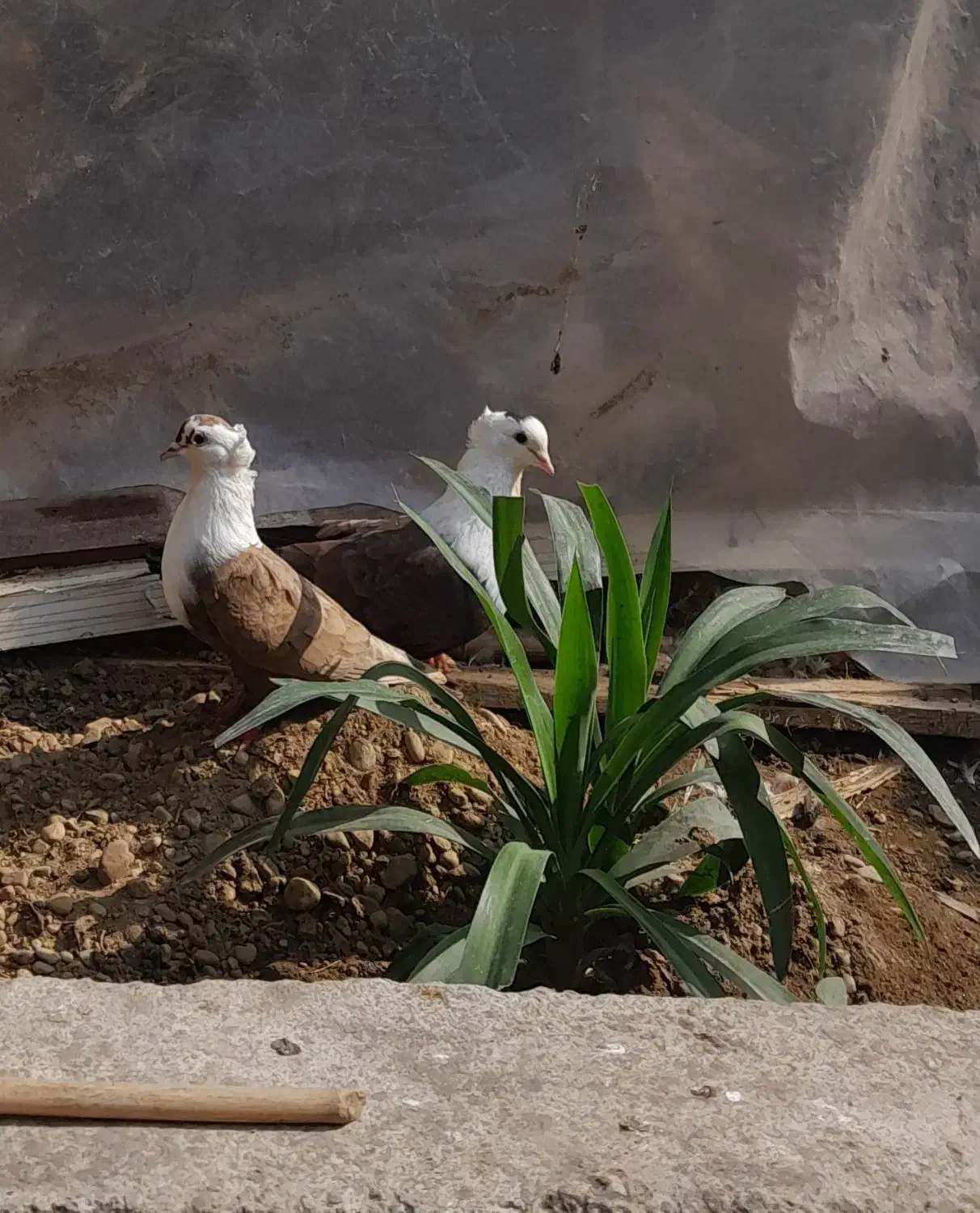 فروش کبوتر کربلایی کله سفید|پرنده|انبارآلوم, |دیوار