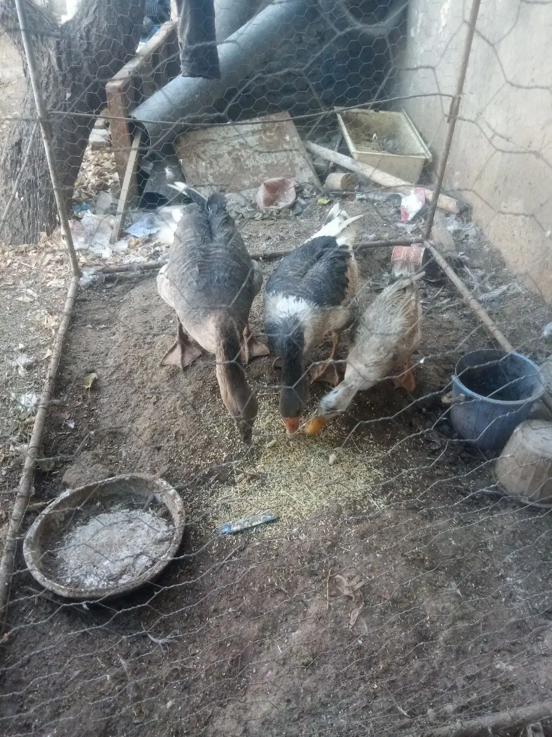 قو قاز نر و غاز محلی ماده و یک عدد اردک نر رایگان|حیوانات مزرعه|هریس, |دیوار