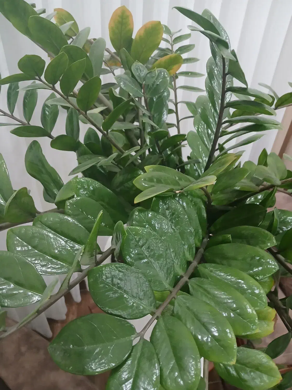 گل و گلدان|گل و گیاه طبیعی|مریوان, |دیوار