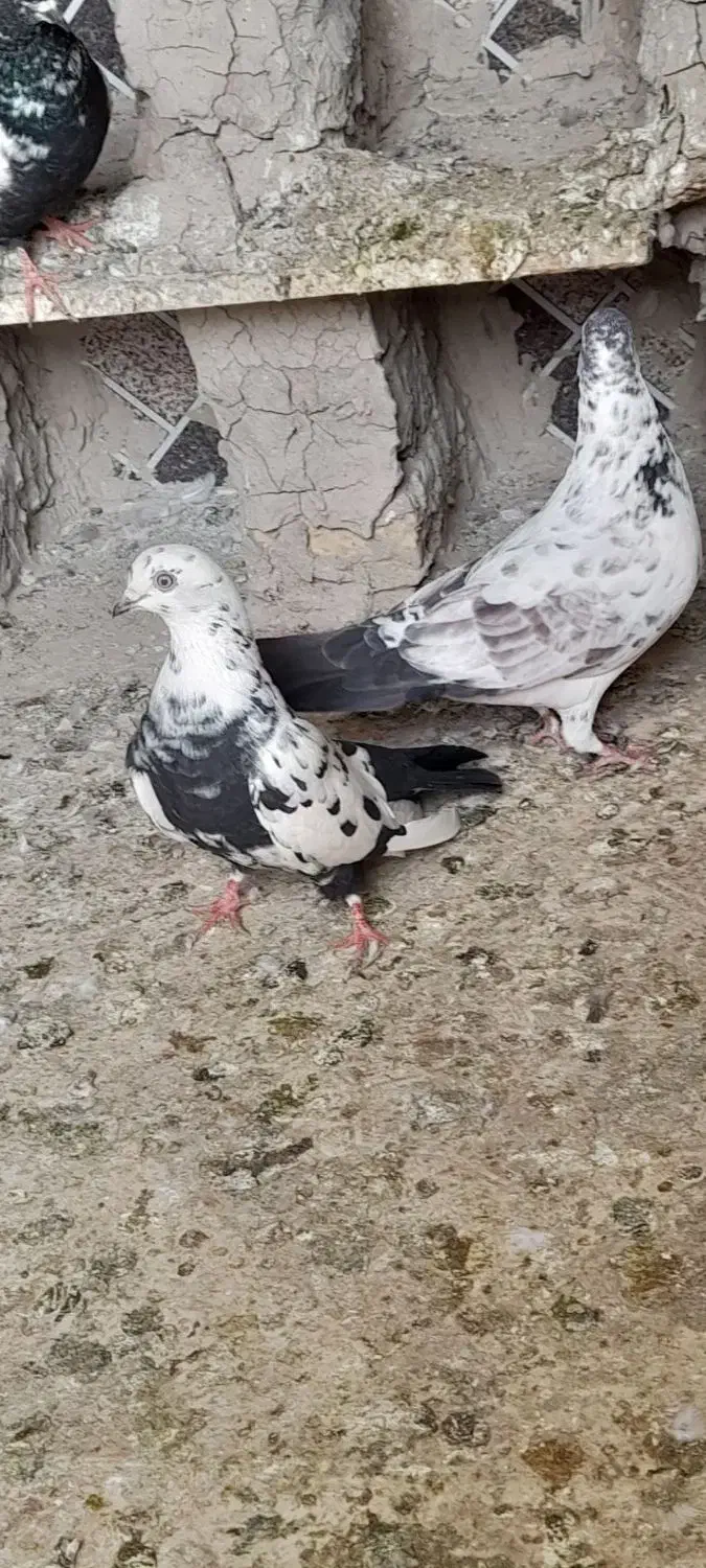 کبوتر|پرنده|نیمروز, |دیوار