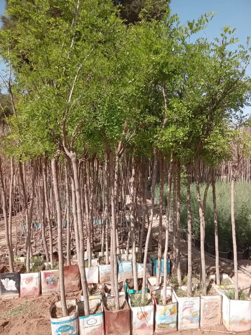 نهال نهالستان درخت گل گرمسیری سردسیری بدون واسطه|خدمات باغبانی و درختکاری|قم, تعویض پلاک|دیوار