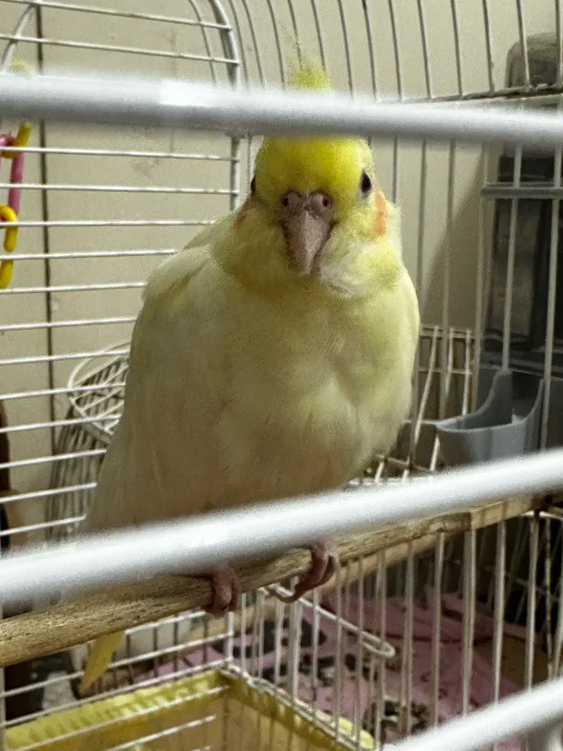 جوجه عروس هلندی|پرنده|کیش, |دیوار