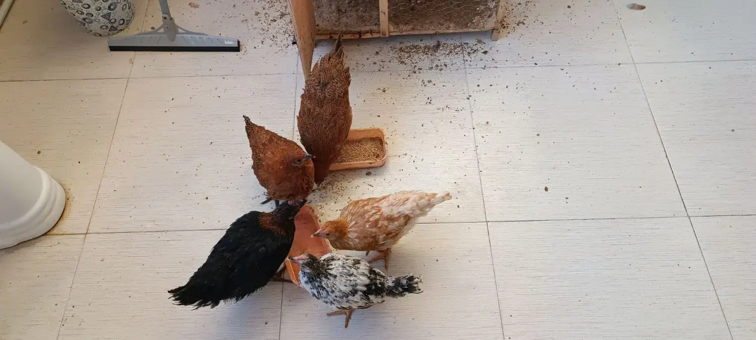 مرغ و خروس خانگی|حیوانات مزرعه|مشهد, شهید قربانی|دیوار