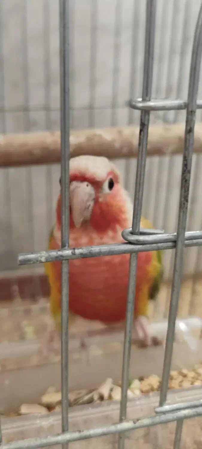 گرینچیک|پرنده|شیراز, شهرک سراج‎|دیوار