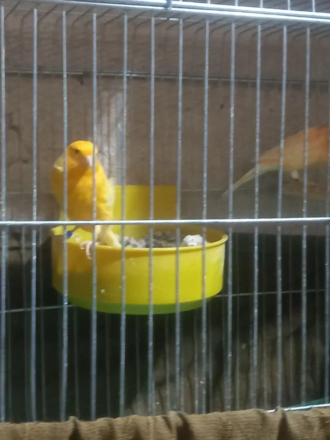 فروش قناری|پرنده|رونیز, |دیوار