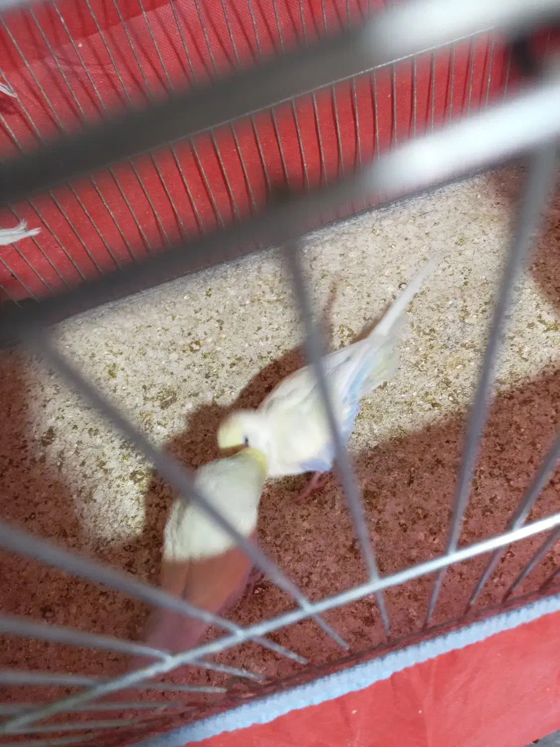 مرغ عشق جوجه بده|پرنده|خمینی‌شهر, |دیوار