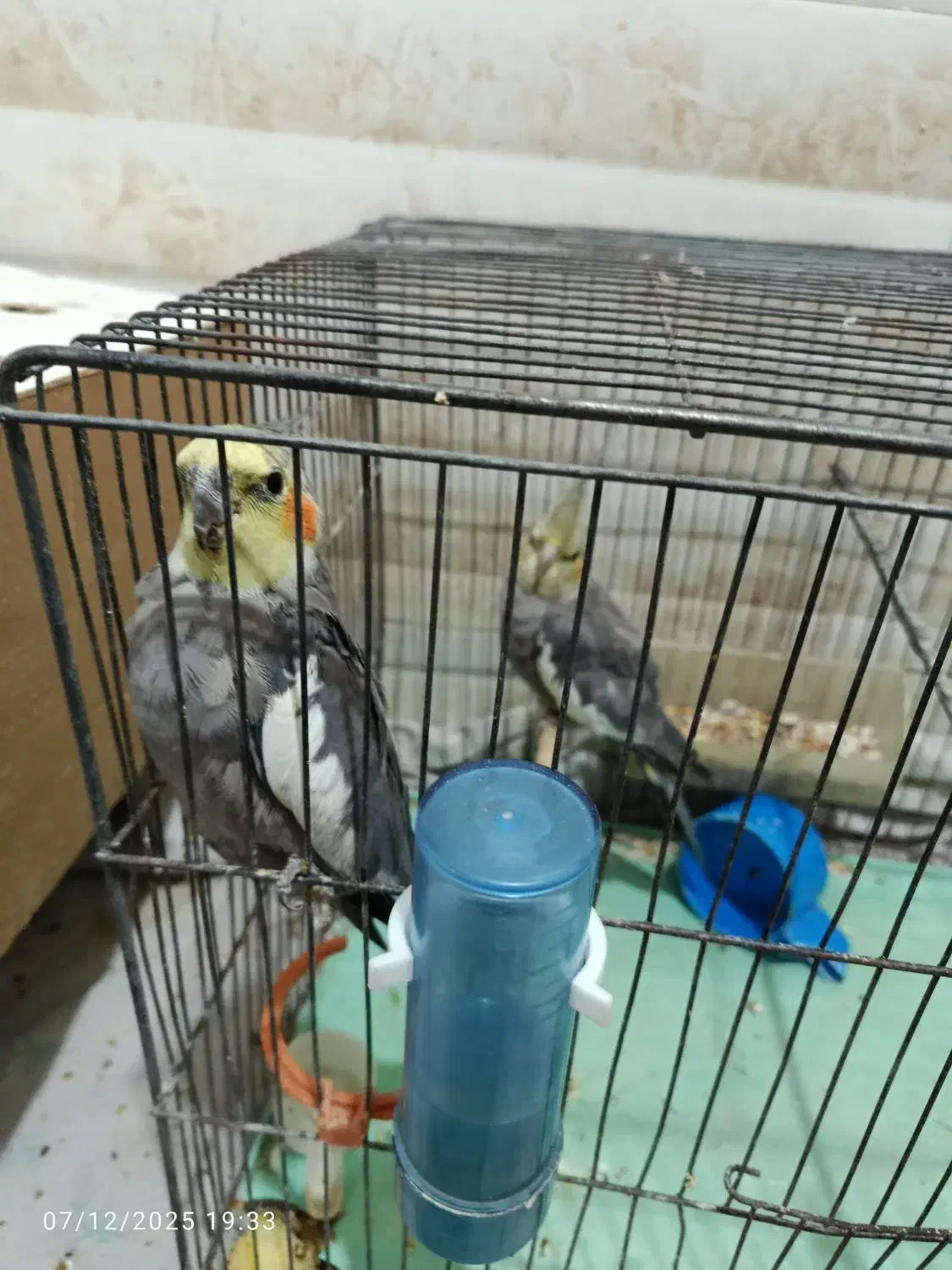 دو تا نر بالغ|پرنده|کازرون, |دیوار