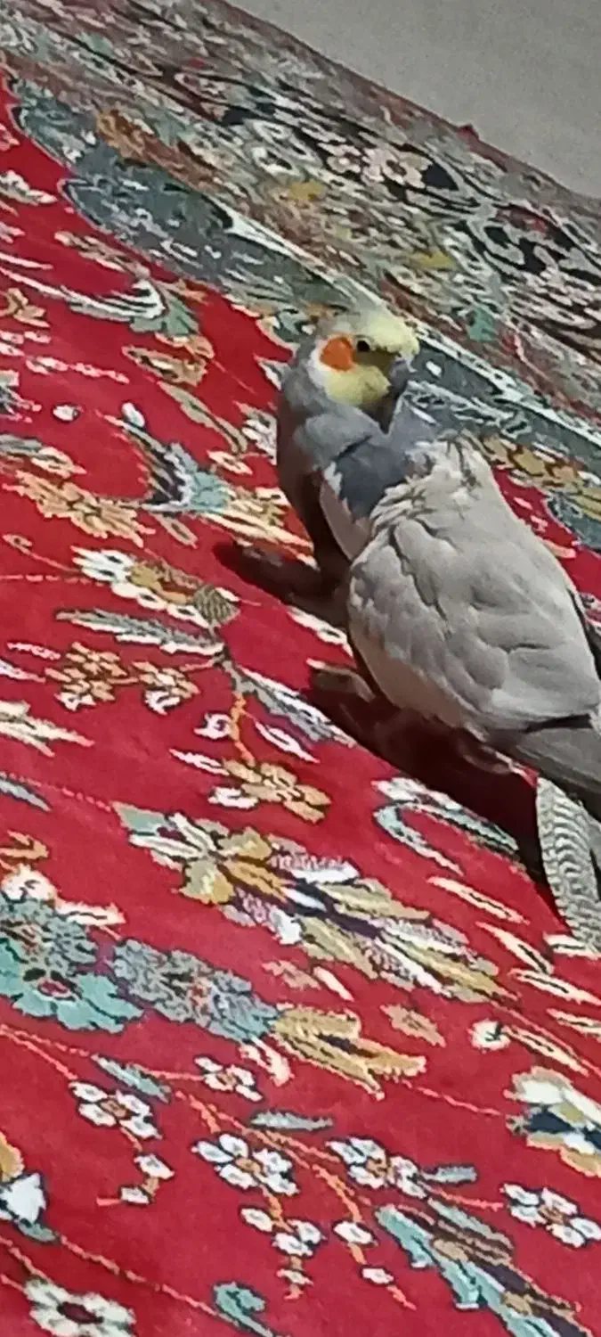 عروس هلندی جفت است|پرنده|شیروان (خراسان), |دیوار