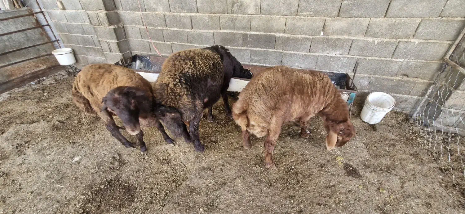 بره قوچی هترو|حیوانات مزرعه|کلاله, |دیوار