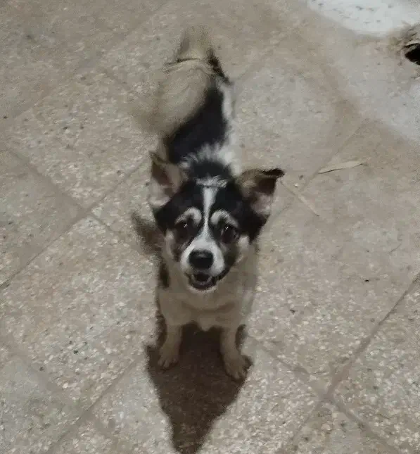 سگ پاکوتاه نر سالم|سگ|ورامین, ورامین|دیوار