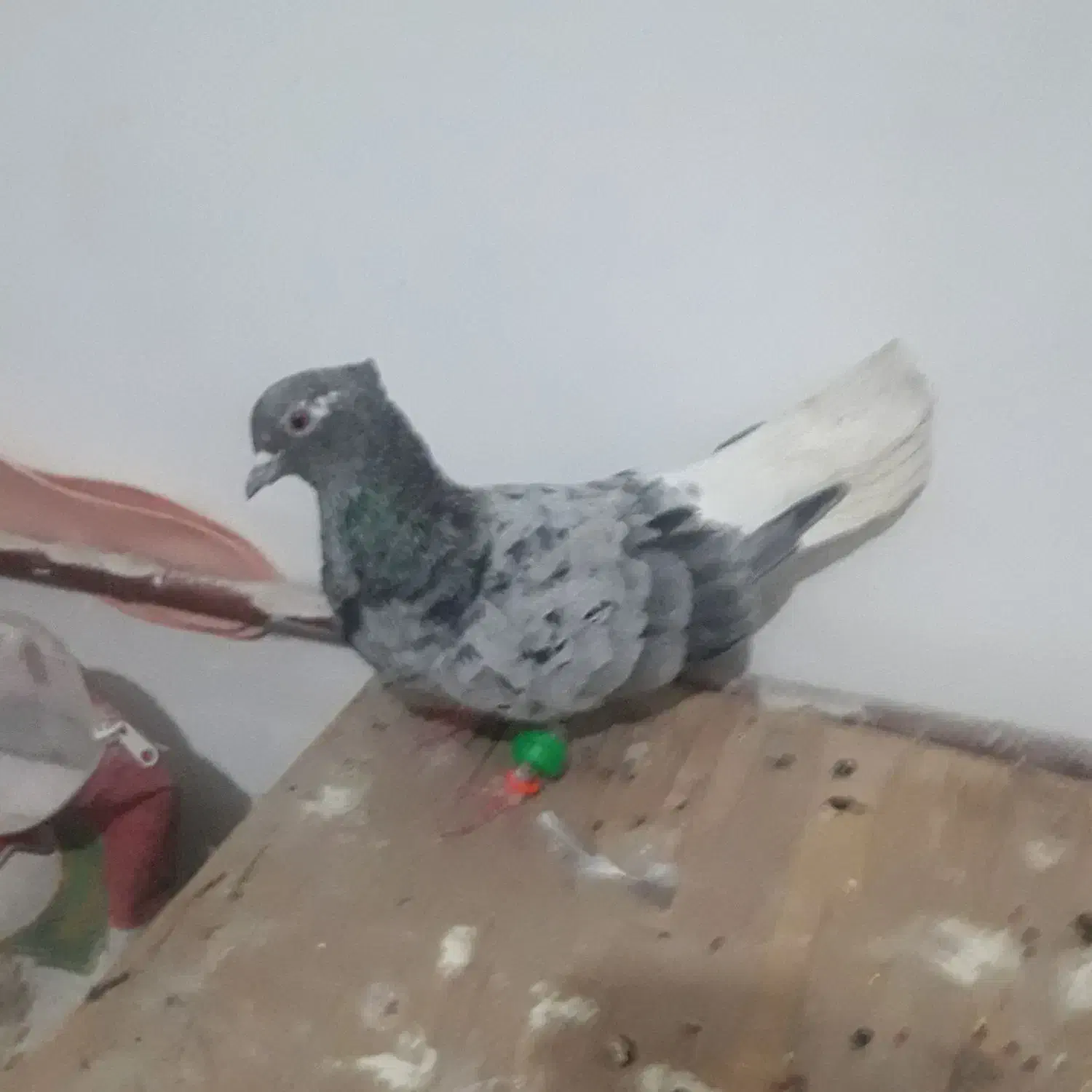 هفت رنگ دم سفید ماده سالم|پرنده|مشهد, شهید آوینی|دیوار