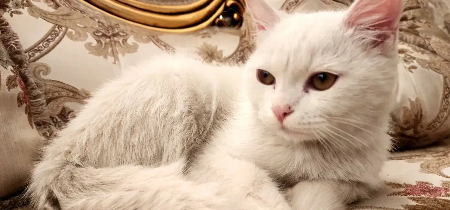 گربه بریتیش|گربه|ارومیه, |دیوار