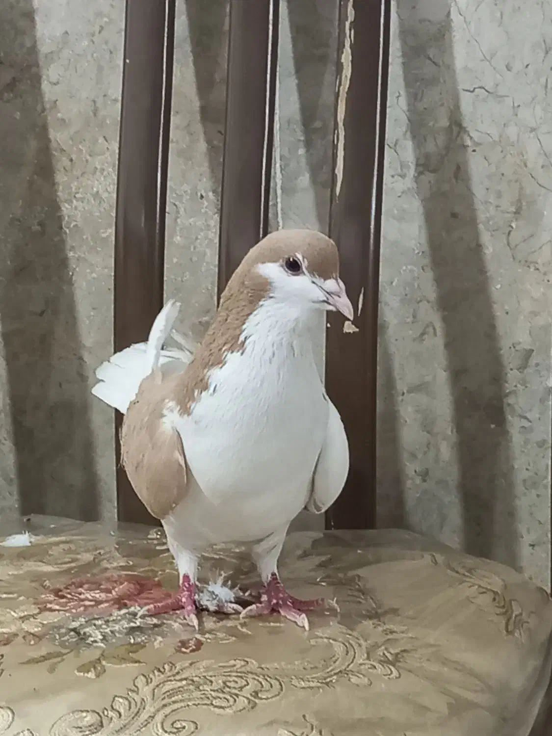 چپ زردنر|پرنده|نیشابور, رحمت آباد|دیوار