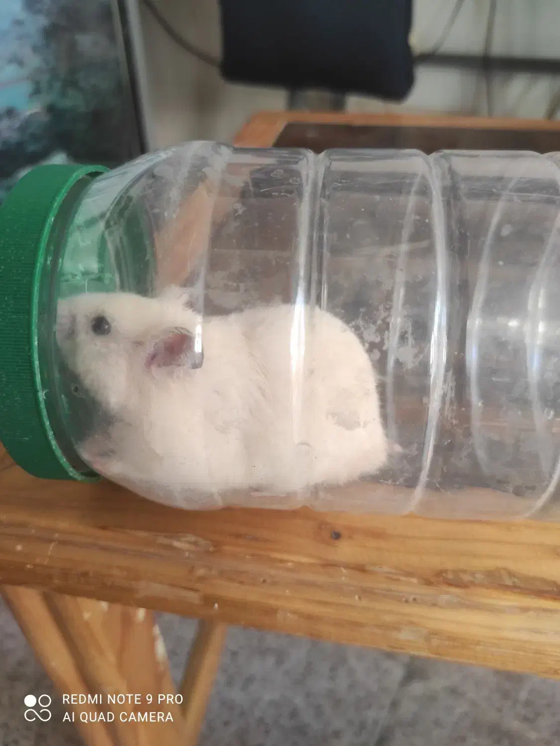 همستر|موش و خرگوش|سنندج, |دیوار