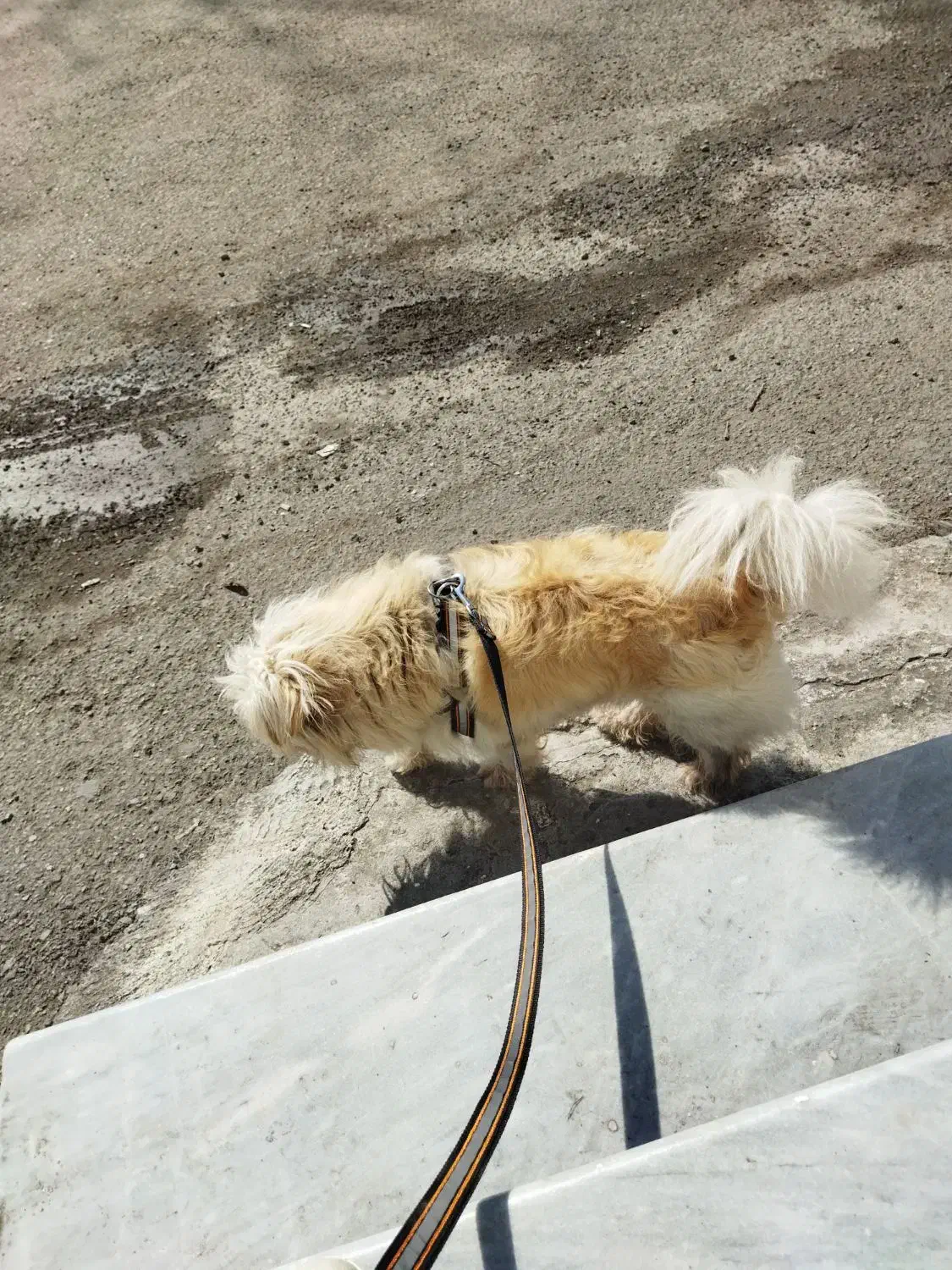 سگ شیتزو تریر|سگ|سلمان‌شهر, |دیوار