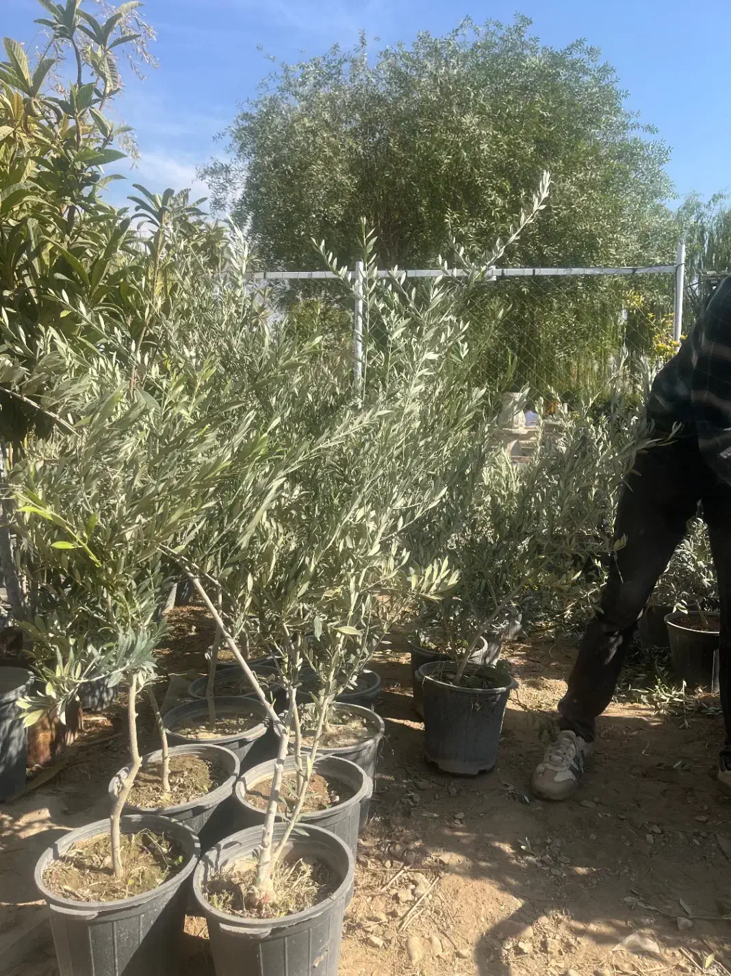 درخت زیتون ۳ ساله ۱.۵ متری ۲۶۰|گل و گیاه طبیعی|تهران, شهرک استقلال|دیوار