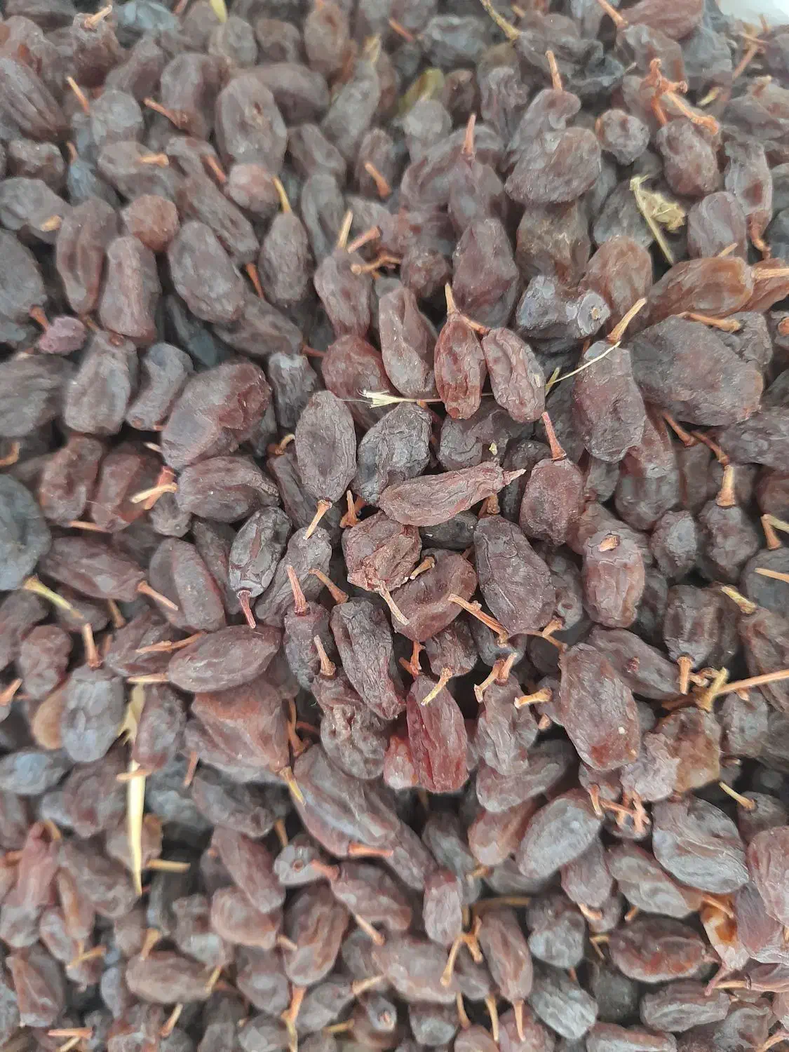 کشمش آفتابی|خوردنی و آشامیدنی|شیراز, اکبر آباد|دیوار