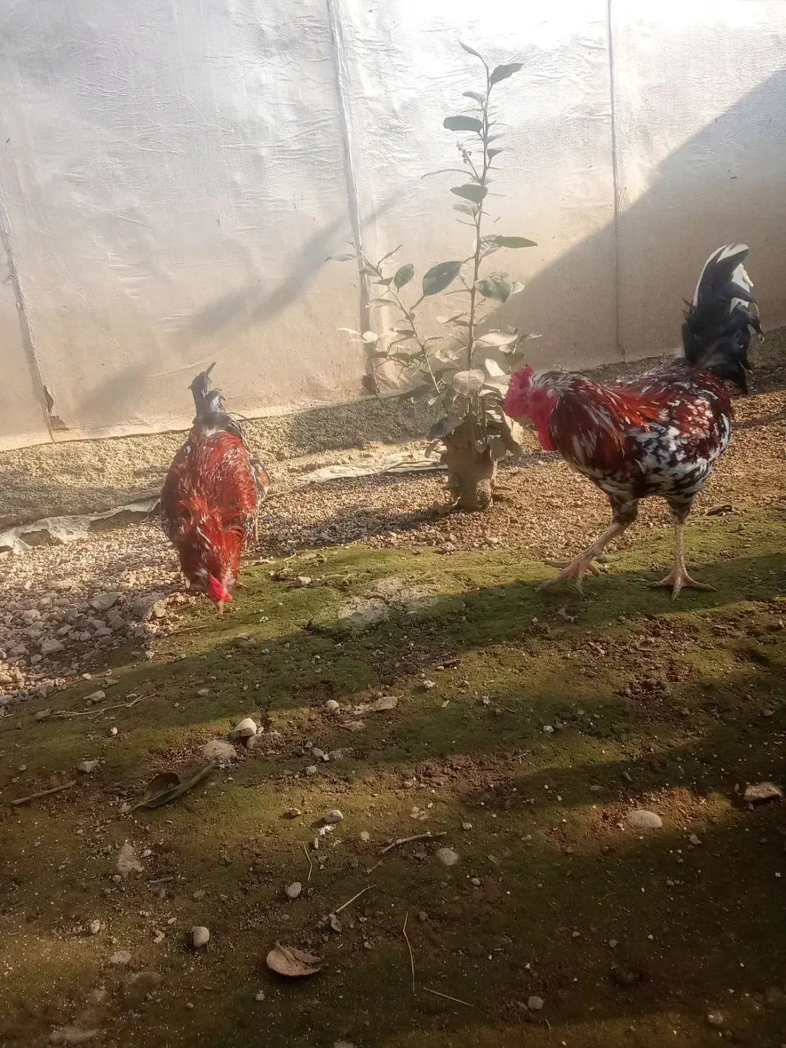 جوجه مرغ خروس گلین|حیوانات مزرعه|رشت, استادسرا|دیوار