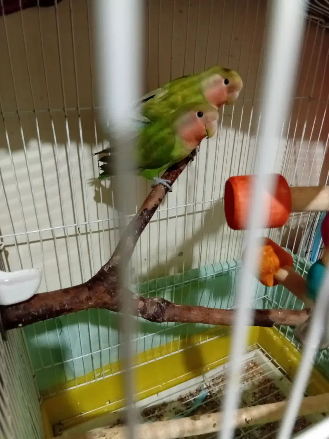 طوطی برزیلی|پرنده|چهاردانگه (تهران), |دیوار