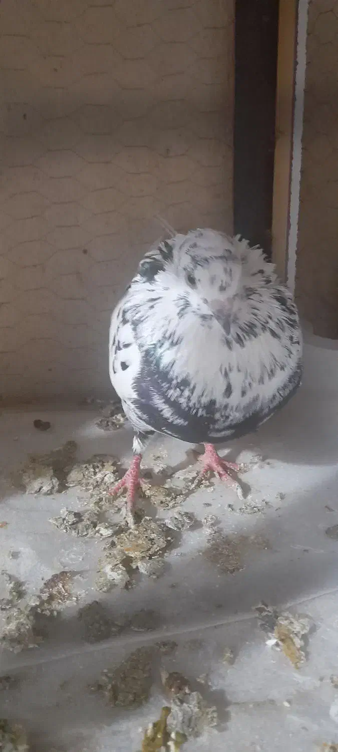 کفتر گرفتنی|پرنده|بندرعباس, |دیوار