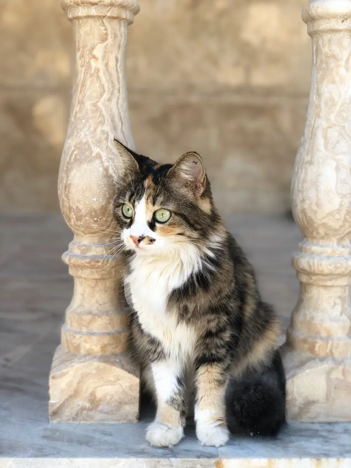 پرشین پشمالو|گربه|رشت, رشتیان|دیوار