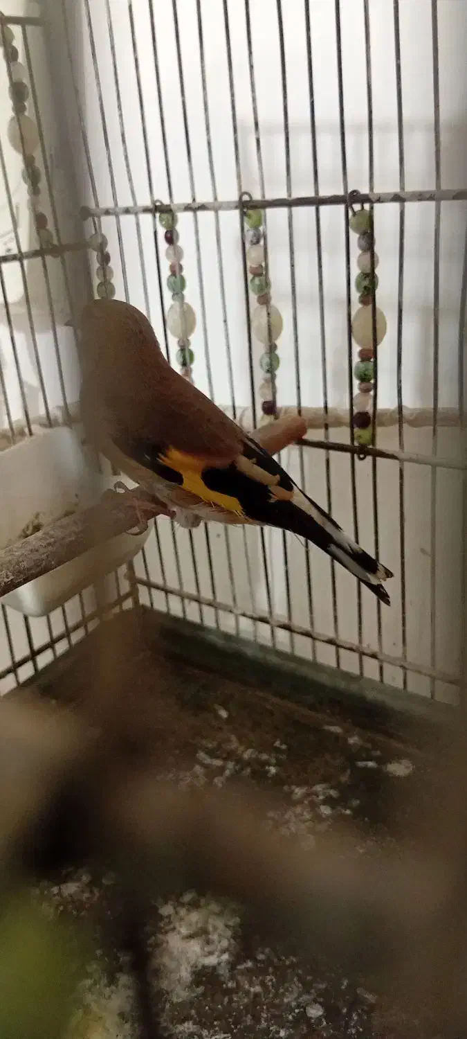 سهره کرمانی ماده|پرنده|صباشهر, |دیوار