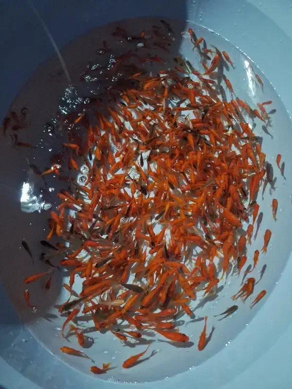 ماهی|ماهی|یزد, |دیوار