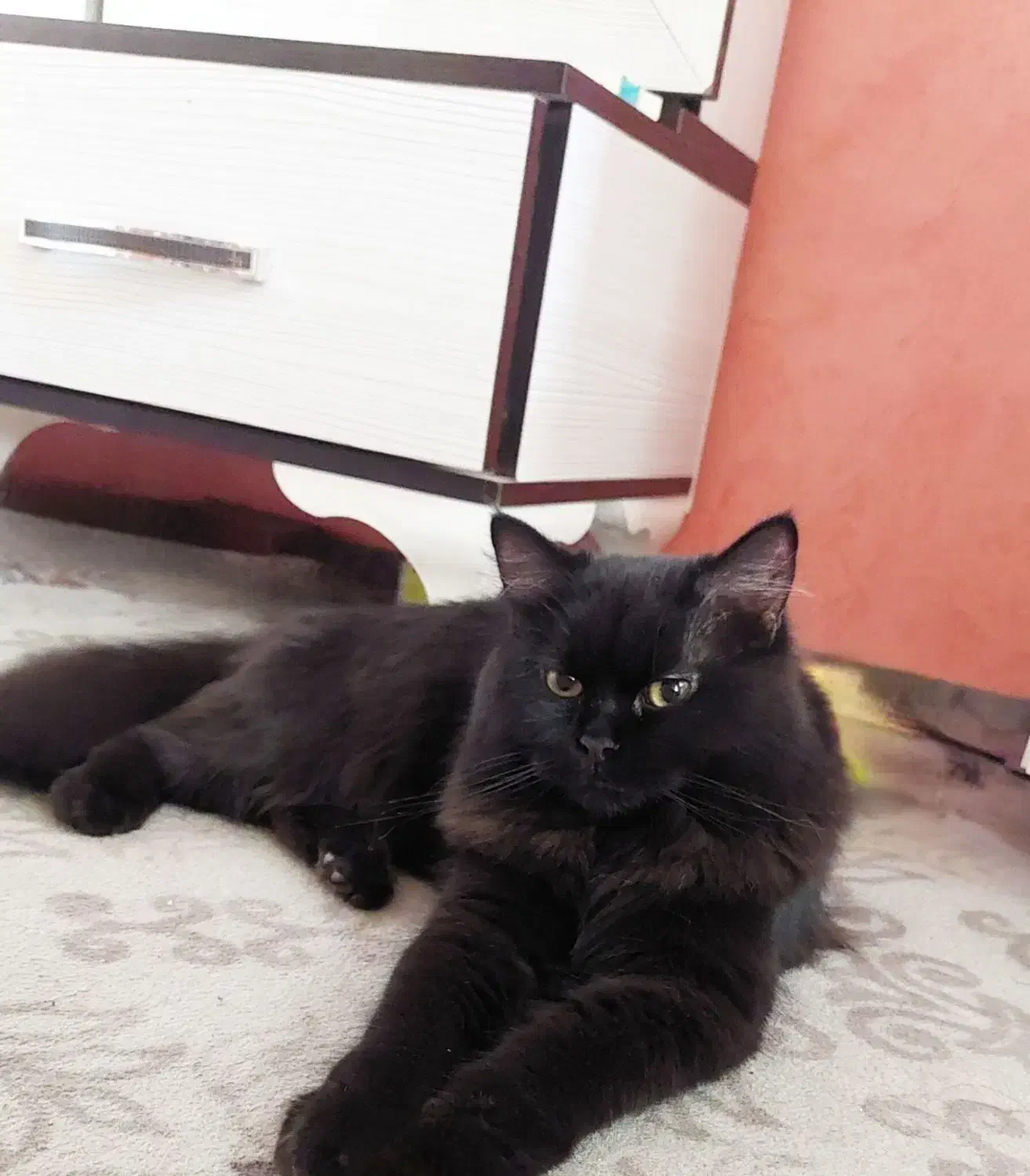 گربه ماده فحل اماده جفت گیری|گربه|کردکوی, |دیوار