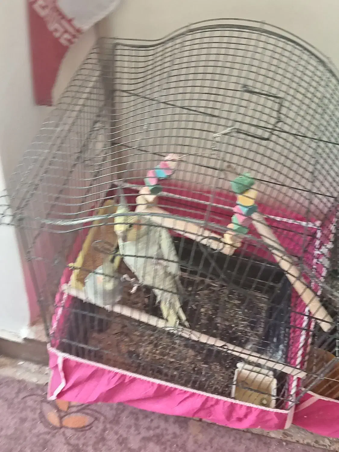 عروس هلندی|پرنده|ابریشم, |دیوار