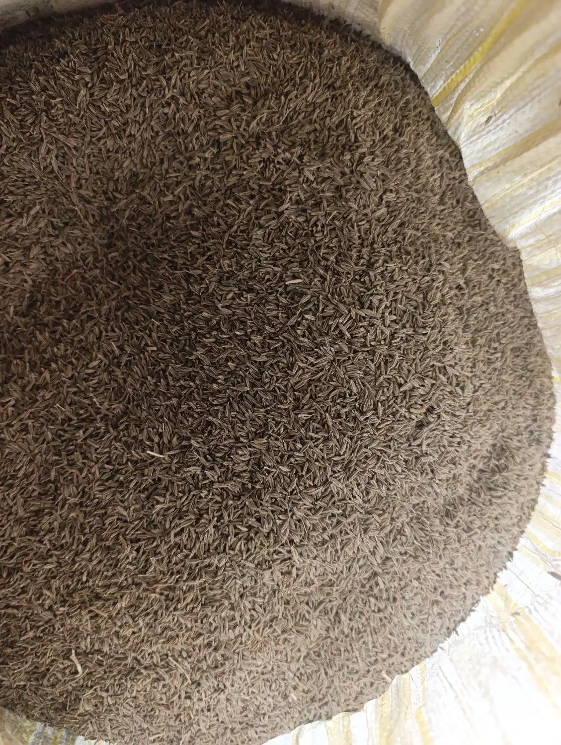 زیره سبز تمیز عالی|خوردنی و آشامیدنی|تربت‌حیدریه, شهرک ولیعصر|دیوار