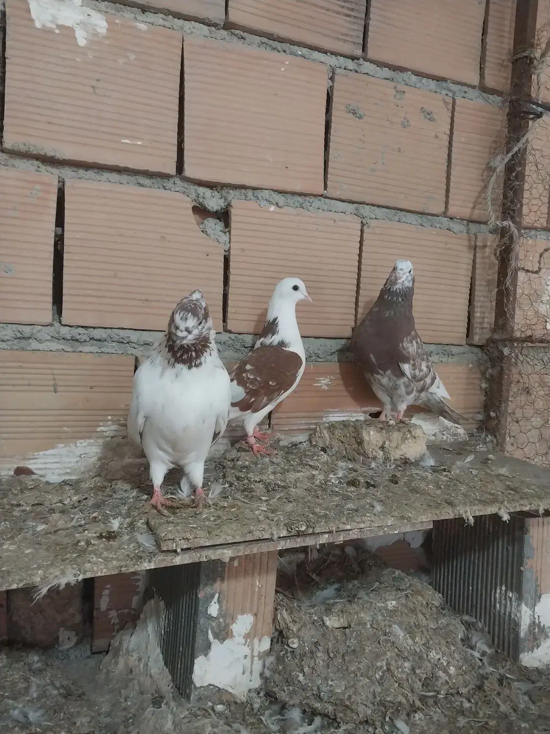 سه تا ماده|حیوانات|گرگان, |دیوار