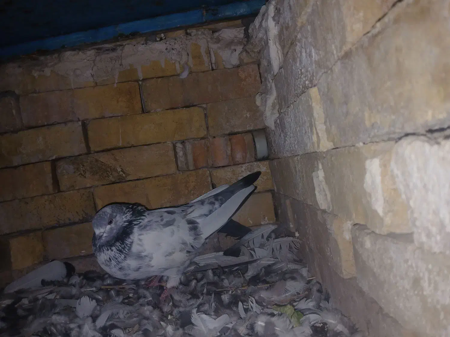 کبوتر|پرنده|ایذه, |دیوار