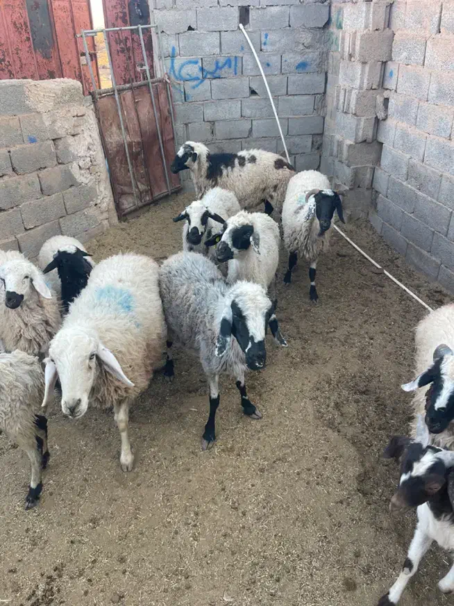 میش ابستن محلی ودورگ معاوضه بابزخوب. زرند|حیوانات مزرعه|کرمان, |دیوار