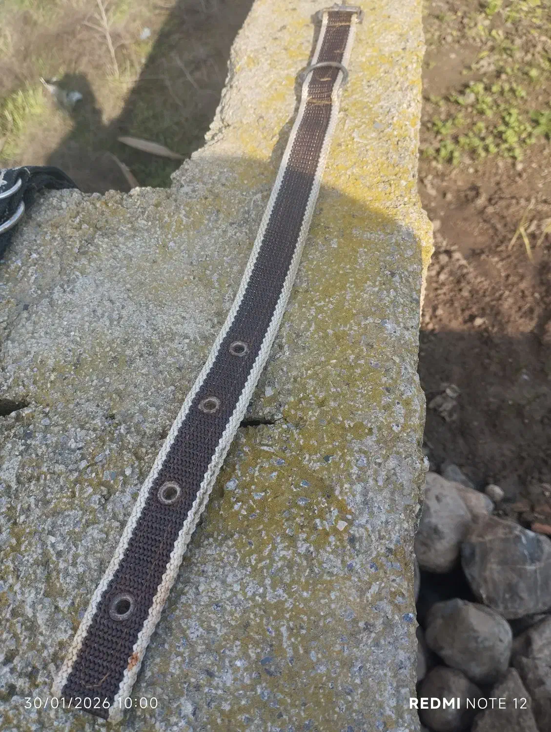 قلاده|لوازم جانبی حیوانات|آق قلا, |دیوار