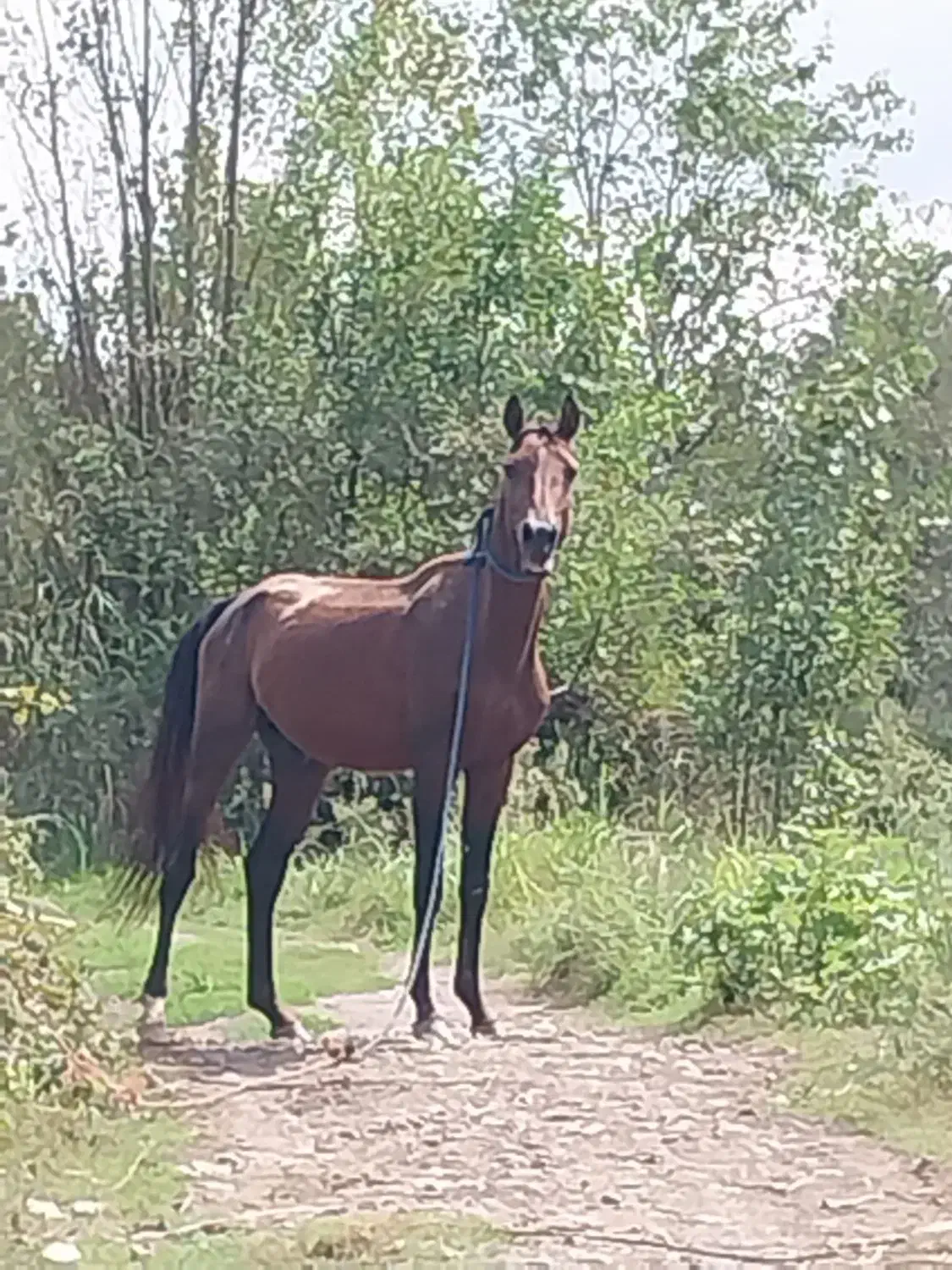 اسب ترکمن|اسب و تجهیزات اسب‌سواری|کیاشهر, |دیوار