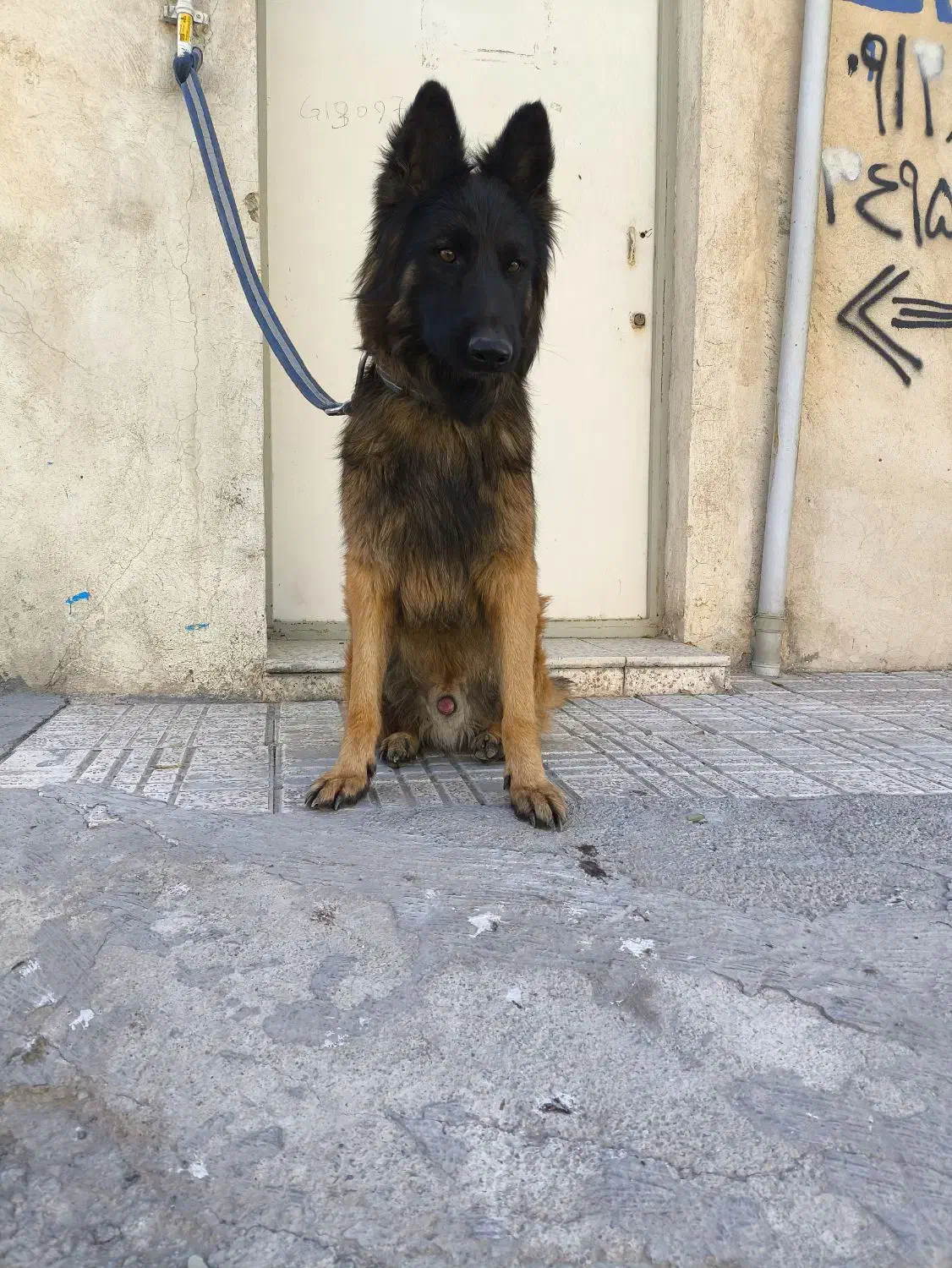 سگ ژرمن|سگ|محمدشهر, محمدشهر|دیوار