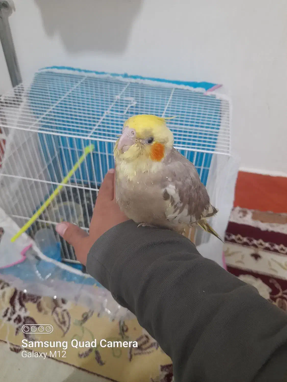 تعدادی عروس هلندی دستی|پرنده|تربت جام, فاز ۱ فرهنگیان|دیوار