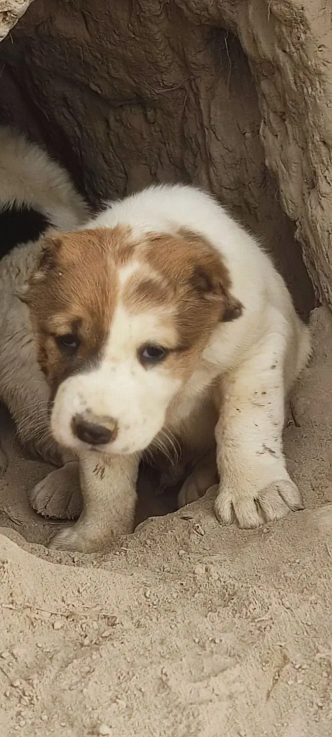 فروشی|سگ|آزادشهر, |دیوار