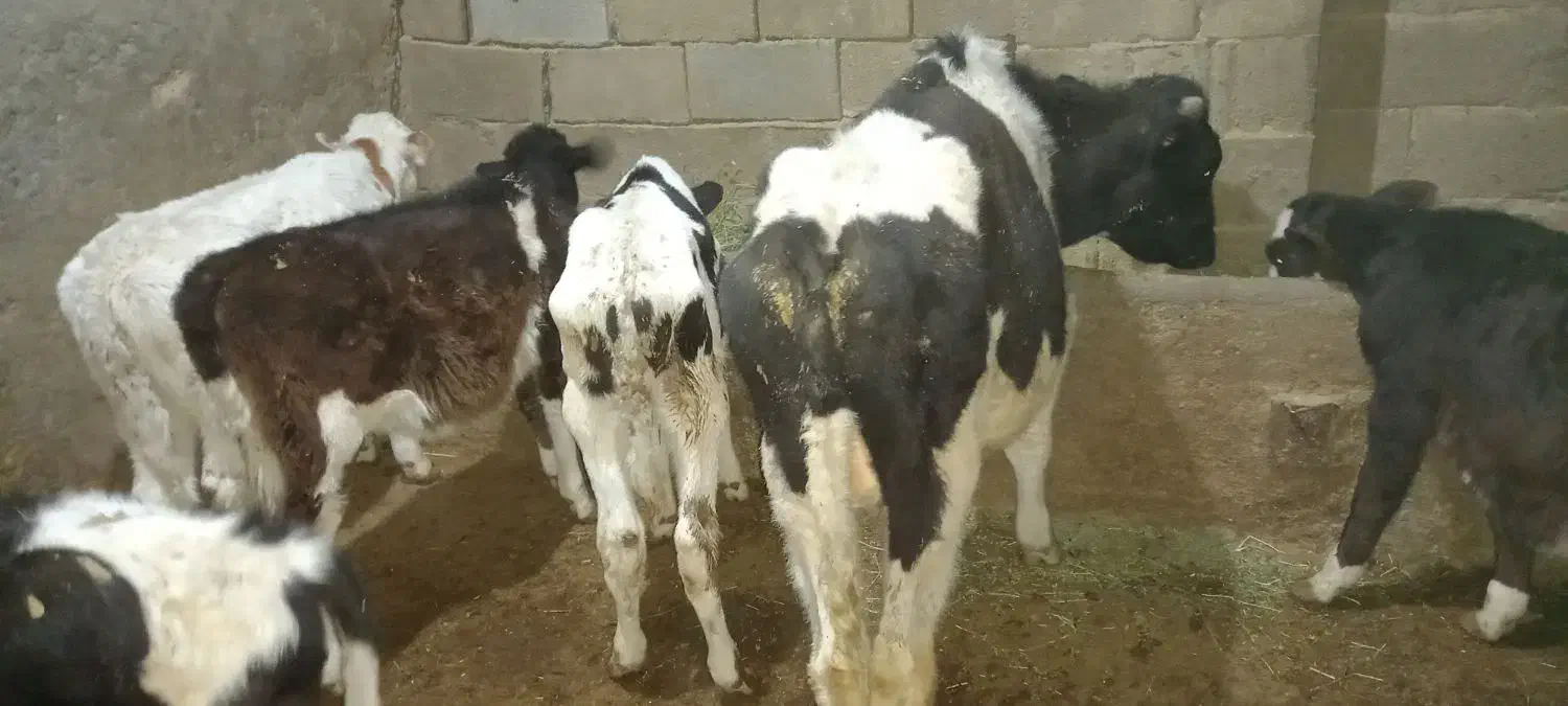 فروش ۹ رائس گوساله قطع شیر|حیوانات مزرعه|اراک, |دیوار