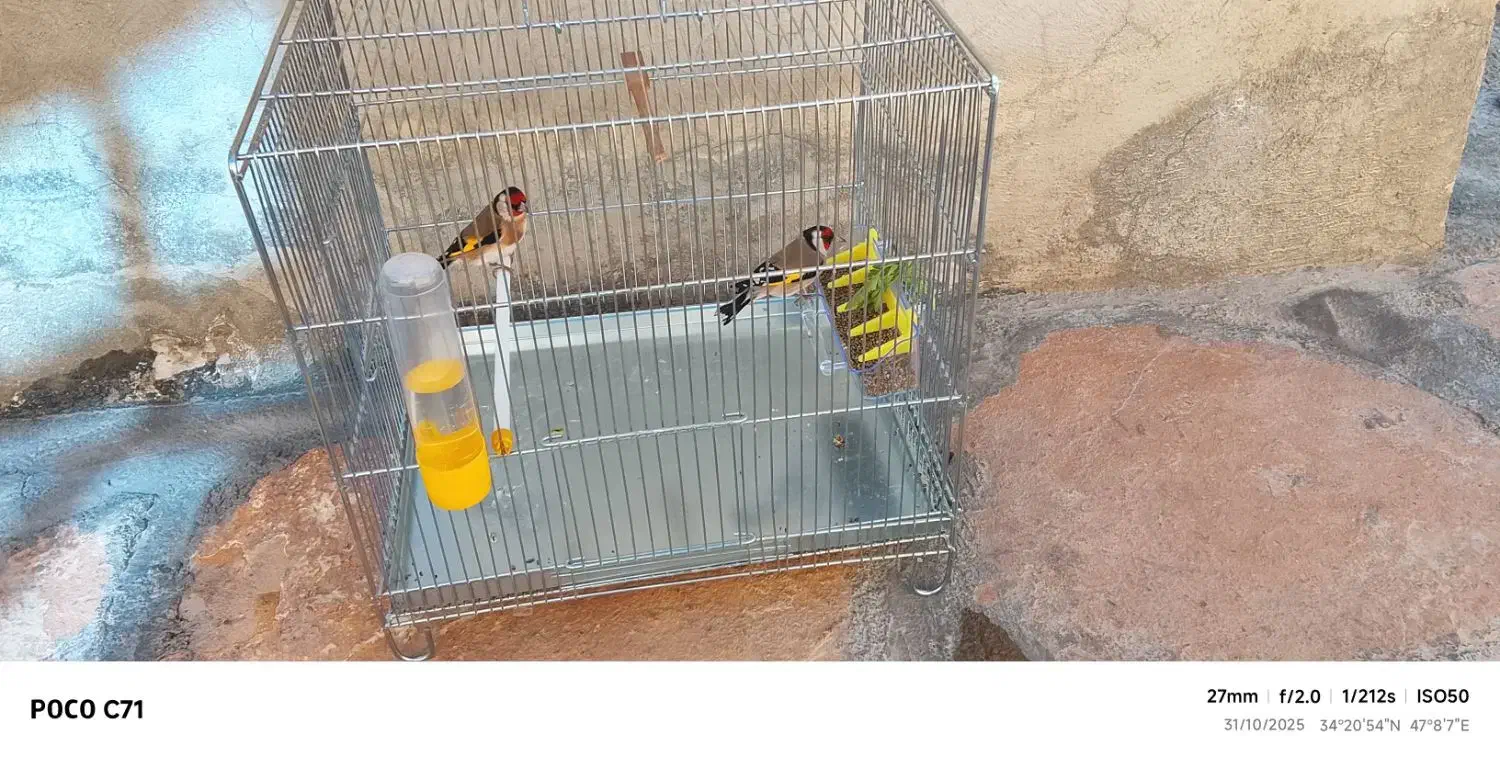 سهره نر|پرنده|کرمانشاه, |دیوار