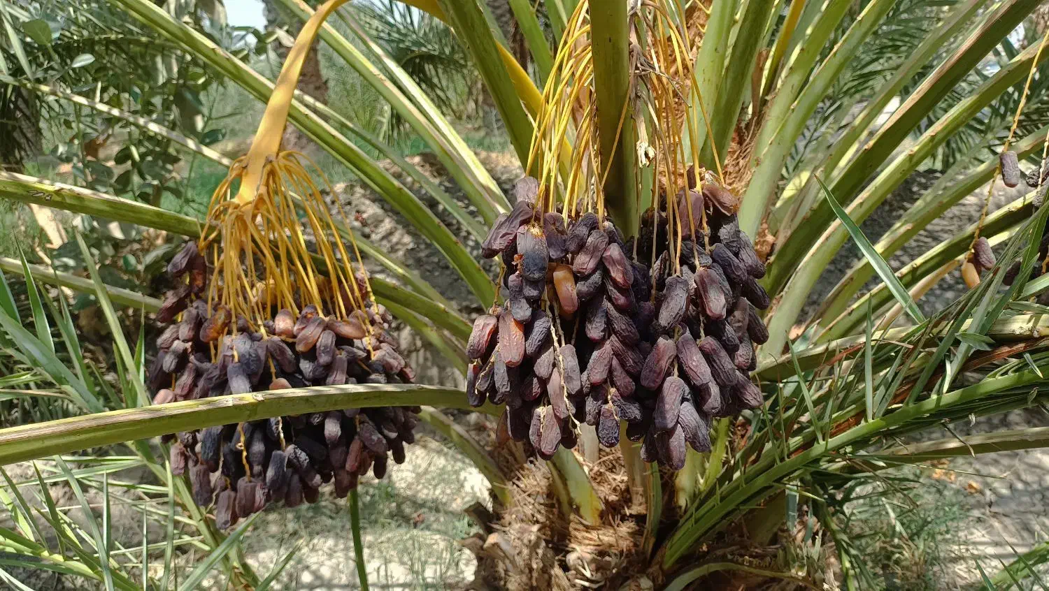 فروش باغ|فروش زمین و ملک کلنگی|حاجی آباد, |دیوار