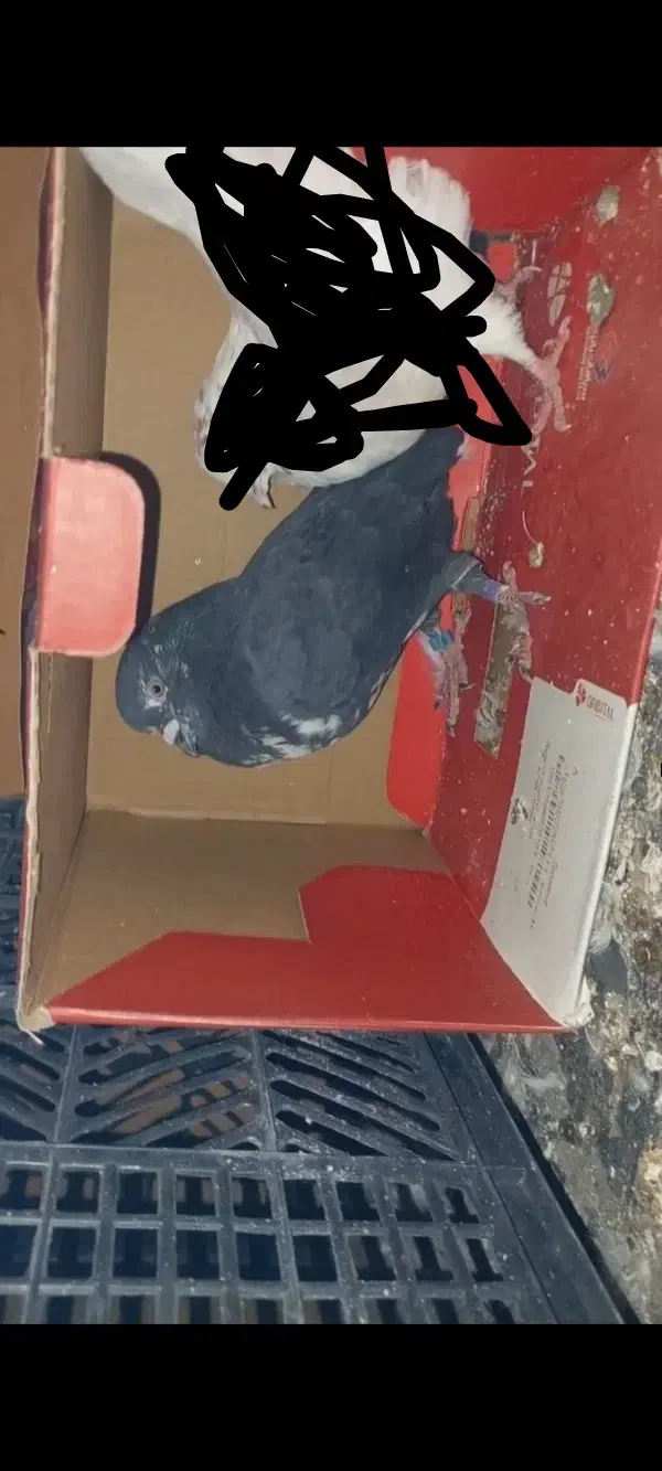 4 عدد کفتر|پرنده|اندیشه, شهرک المهدی|دیوار