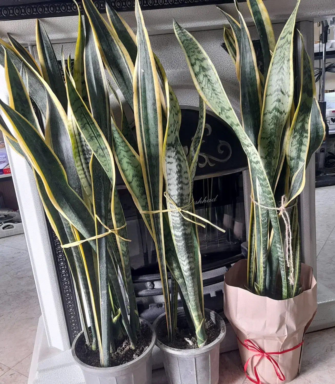 گل سانسوریا  لبه طلایی|گل و گیاه طبیعی|آستانه اشرفیه, |دیوار